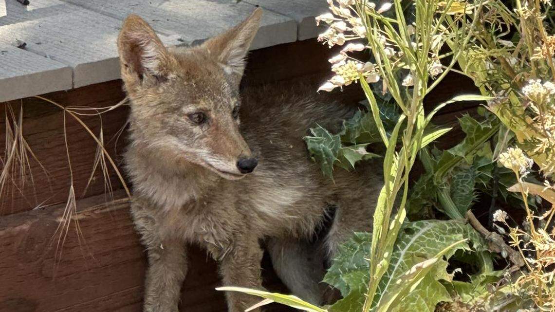 A coyote pup lost its family and was looking for kinship in California.