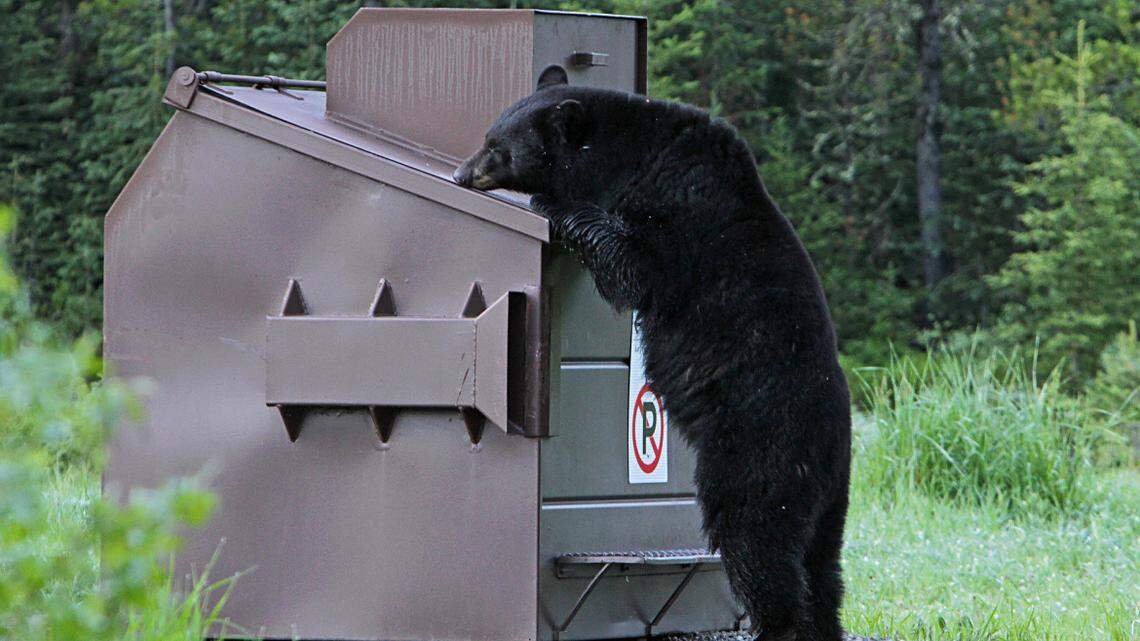 A black bear (not the one pictured) charged toward a woman trying to shoo it away, Idaho Fish and Game said.