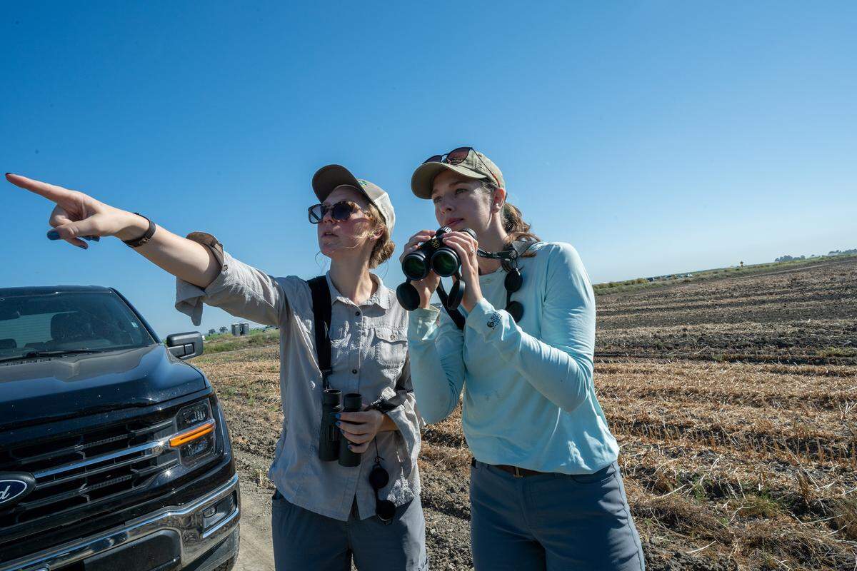 Kirsti Carr of Point Blue Conservation Science and Ashley Seufzer of Audubon search for shorebirds on George Tibbitts’ farm in Colusa County in August as Tibbitts begins preparing the land to restore a habitat for migratory birds.