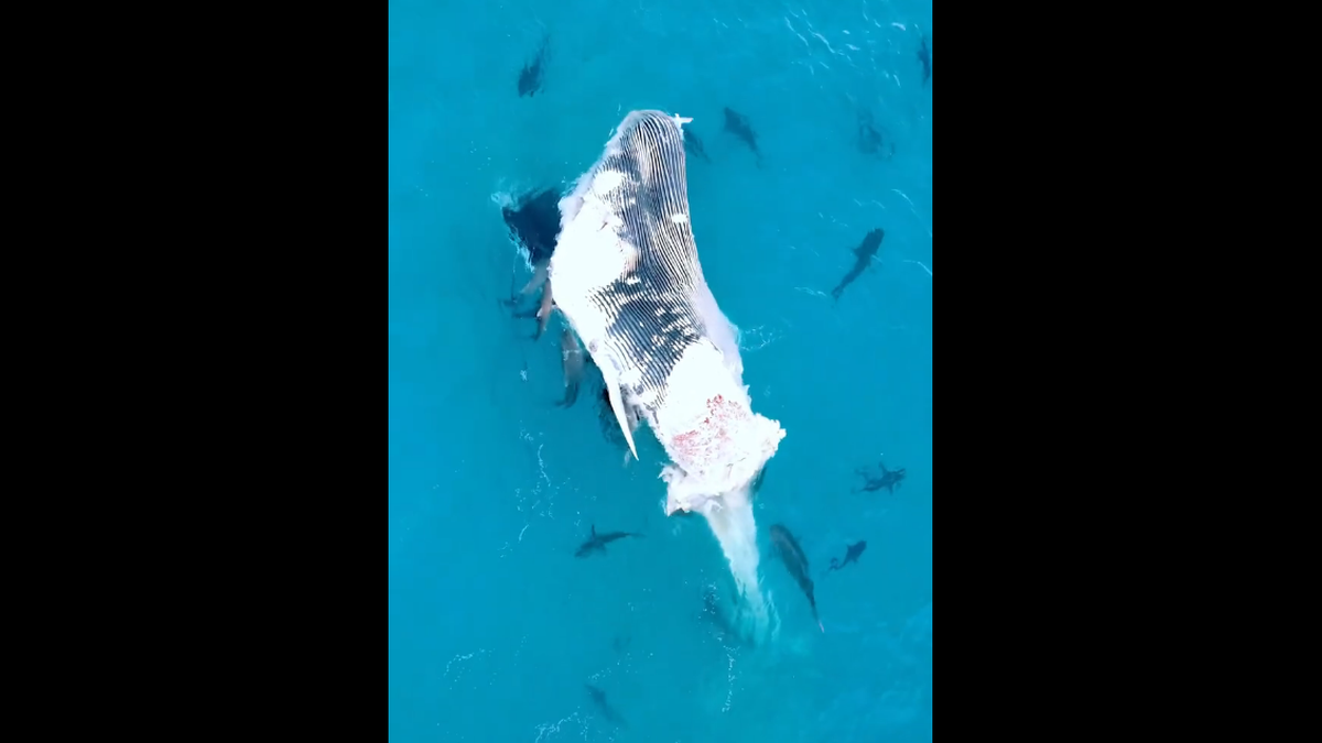 The video pans out to show dozens of sharks in the sharks are in the surrounding water.