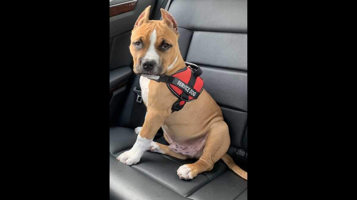 An undated photo of Bronx, a 5-month-old American Staffordshire terrier that went missing on Monday, May 6, 2019, at Howe Community Park in the Arden Arcade section of Sacramento County. Its owner is offering a $5,000 reward for Bronx’s return.
