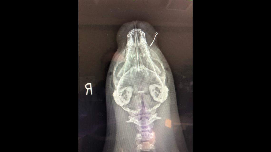 The seal pup was found with “a fish hook lodged in his lower lip.”