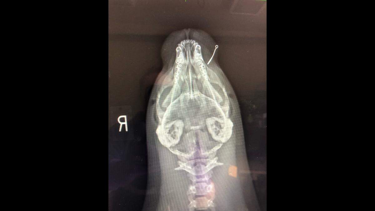 The seal pup was found with “a fish hook lodged in his lower lip.”
