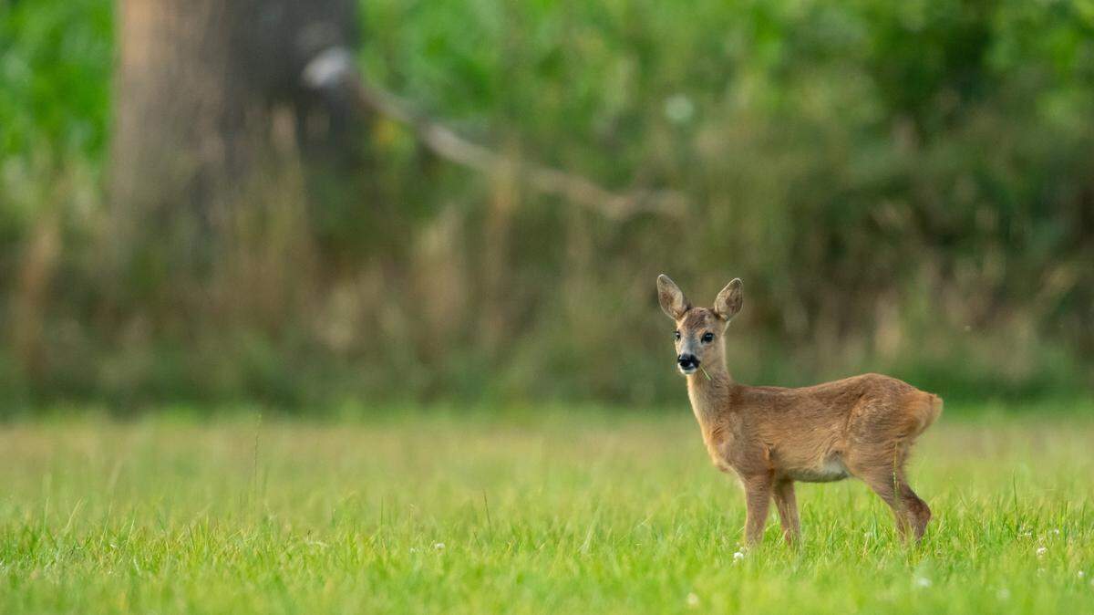 A dog was shot by Idaho Fish and Game officials after attacking and killing a fawn, officials said.