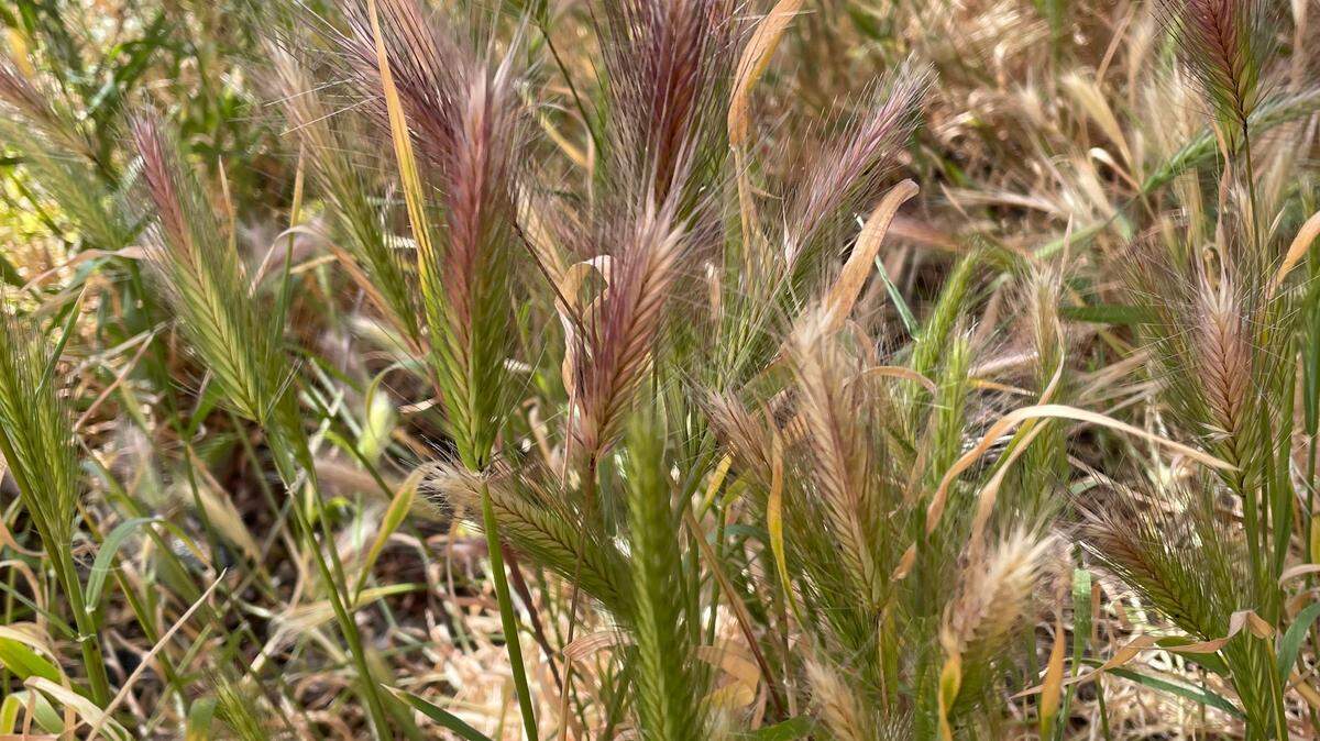 Foxtails line a sidewalk near Broadway in Upper Land Park on Friday, May 12, 2023. The annual grass-like weed can seriously injure your pet.