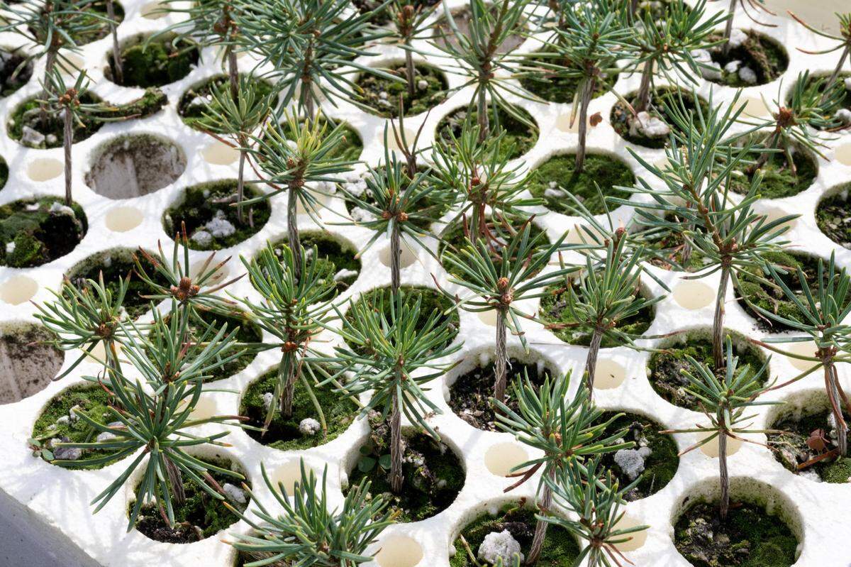 White fir seedlings grow at the Lewis A. Moran Reforestation Center in Davis last month.
