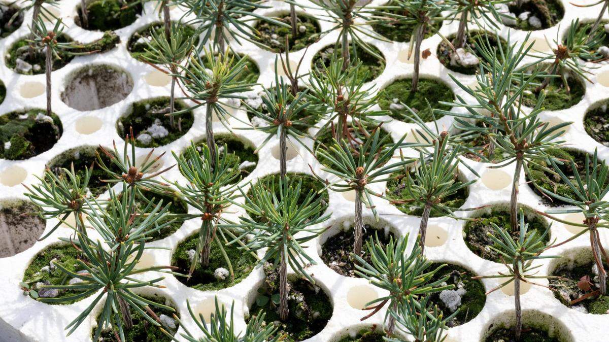 White fir seedlings grow at the Lewis A. Moran Reforestation Center.