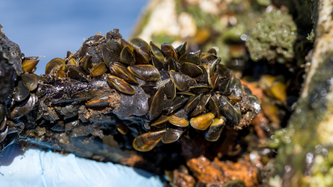 Invasive golden mussels prompt Sacramento County emergency declaration