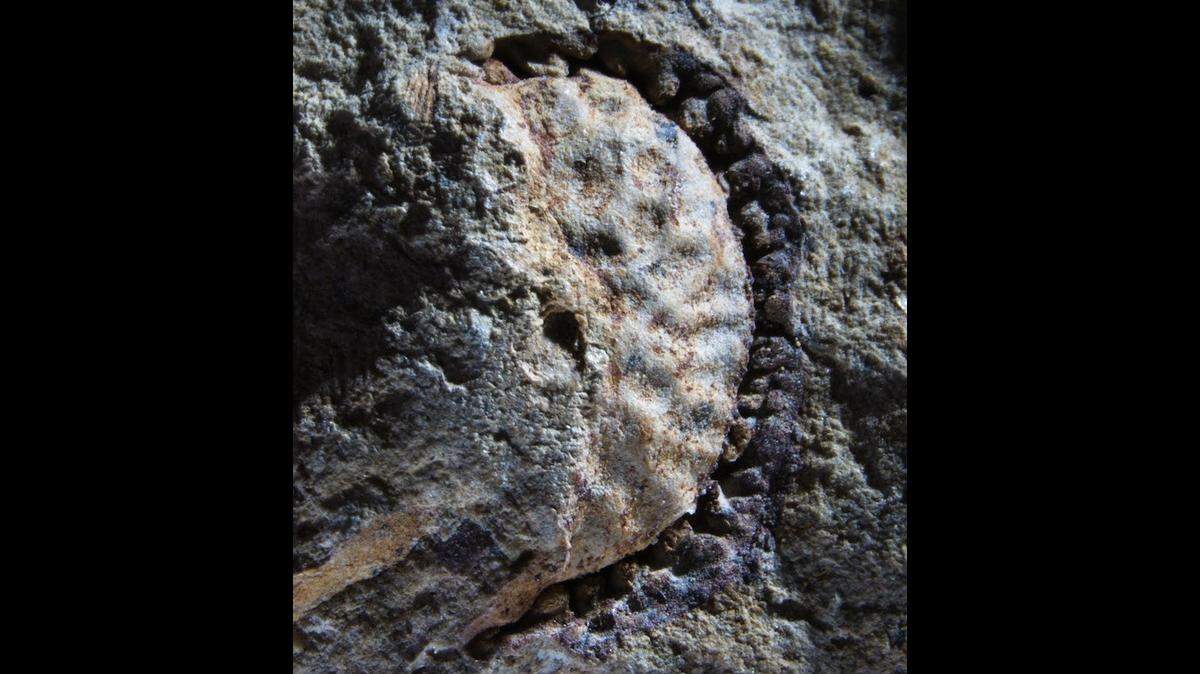 Palaeophytocrene chicoensis is a lamiid, related to coffee, potatoes and tomatoes.