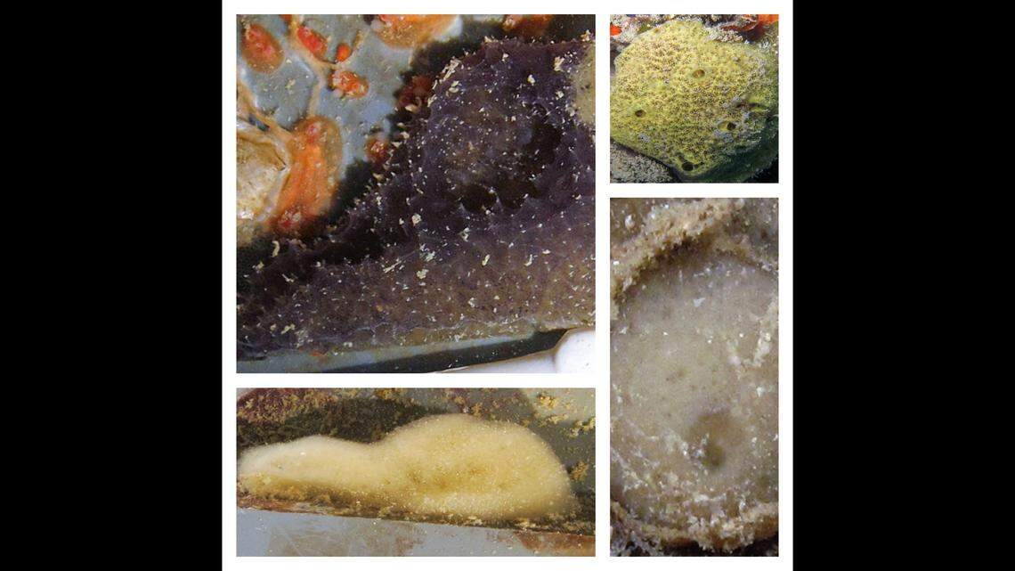 Researchers in Hawaii found four new species of sponge, a sea creature that’s important to coral reef ecosystems.
