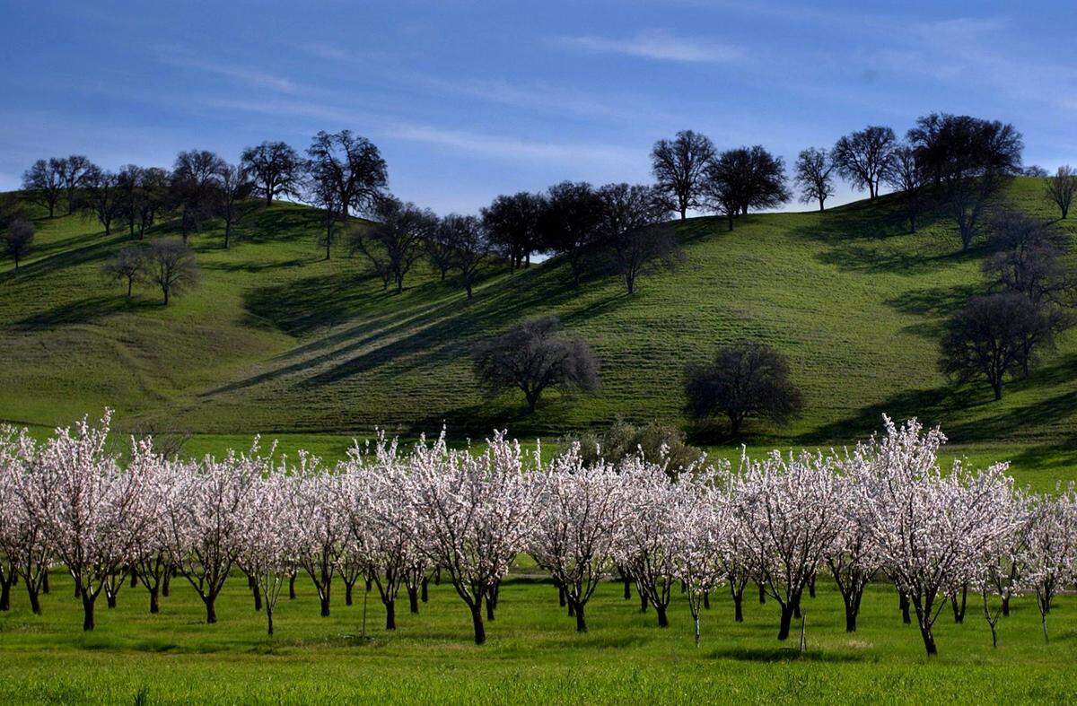An almond orchard in full bloom along Highway 16 in the Capay Valley in western Yolo County in 2002. 