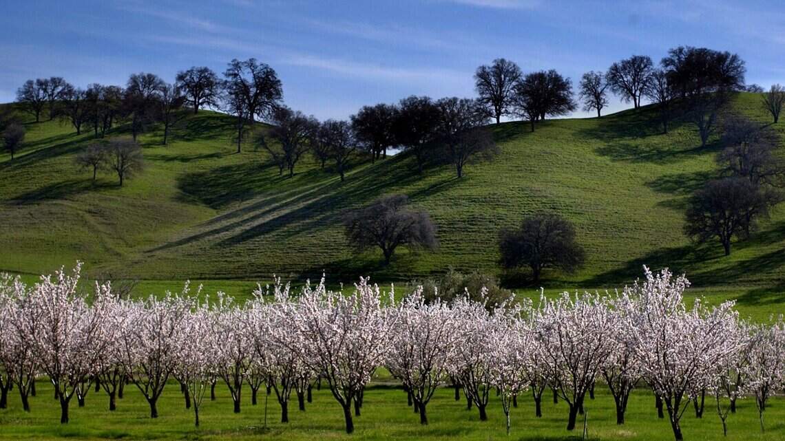 Yolo County agriculture topped $911 million in 2025 as almond values surged