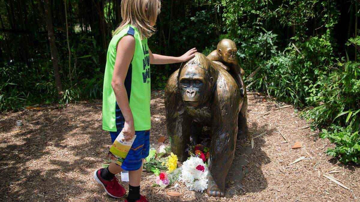 A child touches the head of a gorilla statue where flowers have been placed outside the Gorilla World exhibit at the Cincinnati Zoo & Botanical Garden, Sunday, May 29, 2016, in Cincinnati. On Saturday, a special zoo response team shot and killed Harambe, a 17-year-old gorilla, that grabbed and dragged a boy who fell into the gorilla exhibit moat. Authorities said the boy is expected to recover. He was taken to Cincinnati Children’s Hospital Medical Center. (AP Photo/John Minchillo)