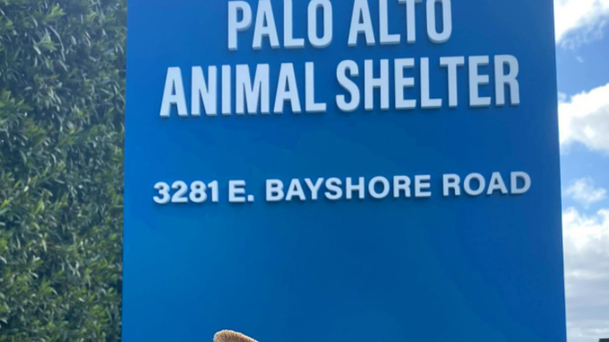 Trio of animal shelter employees were charged with animal cruelty after seven dead puppies were found in a transport van, the Palo Alto CA Police Department said