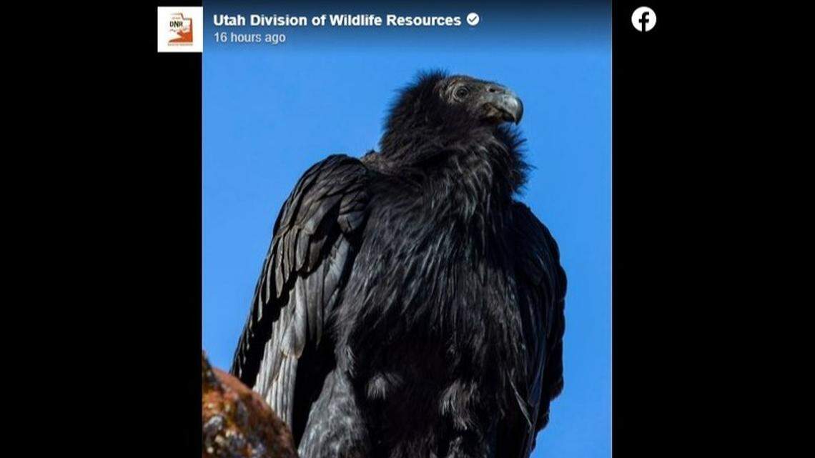 Meet 1111, the second wild-hatched California condor to fledge in Utah’s Zion National Park, officials said.