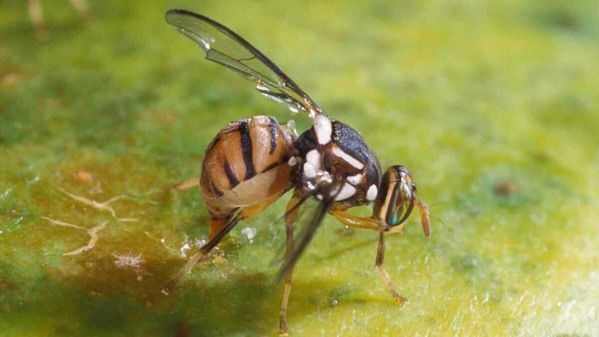 A female oriental fruit fly, Bactrocera dorsalis, laying eggs in an undated photo from the USDA’s Agricultural Research Service. Sacramento County officials announced Thursday, Sept. 21, 2023, that male fruit flies had been detected in parts of Sacramento County.