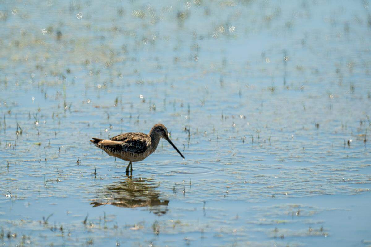 Long-billed dowitcher forages for food in a flooded agricultural field used for cereal grains off Highway 45 in Yolo County on Aug. 22.