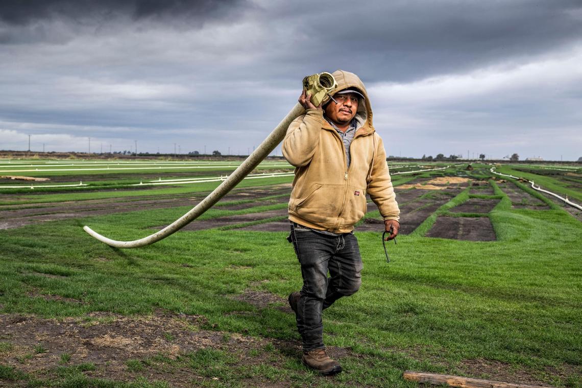 Lauren Ramirez Bautista with Zuckerman Family Farms in the Sacramento-San Joaquin Delta moves an irrigation pipe on Tuesday.