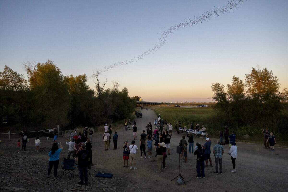 Participants of the Yolo Basin Foundation’s bat tour watch as Mexican free-tailed bats fly out from under the Yolo Causeway in Davis on Monday.