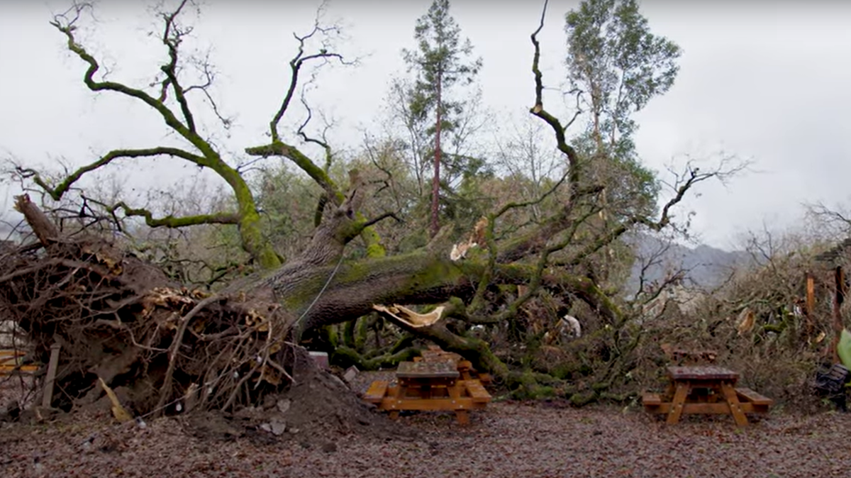 A 275-year-old oak tree toppled in California’s wine country during a storm.