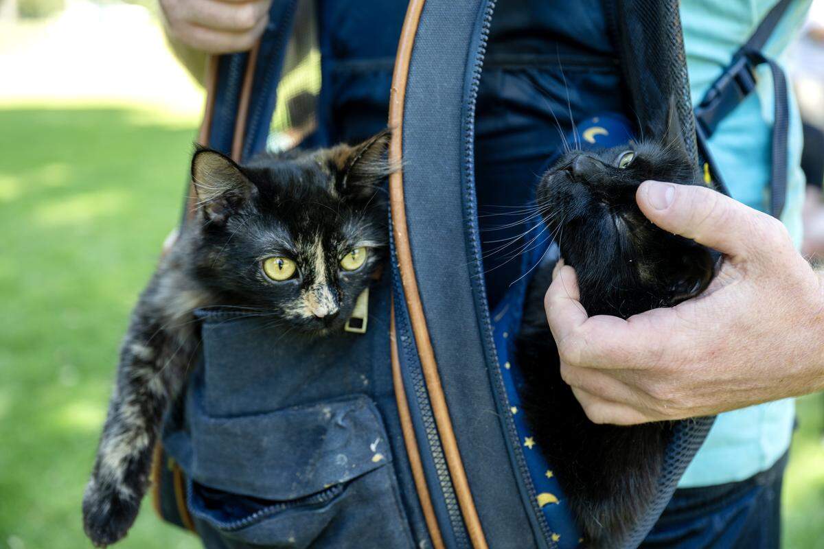 Will Smith caresses his cat Louie as Persephone looks out during Saturday’s Caturday event in Land Park. 