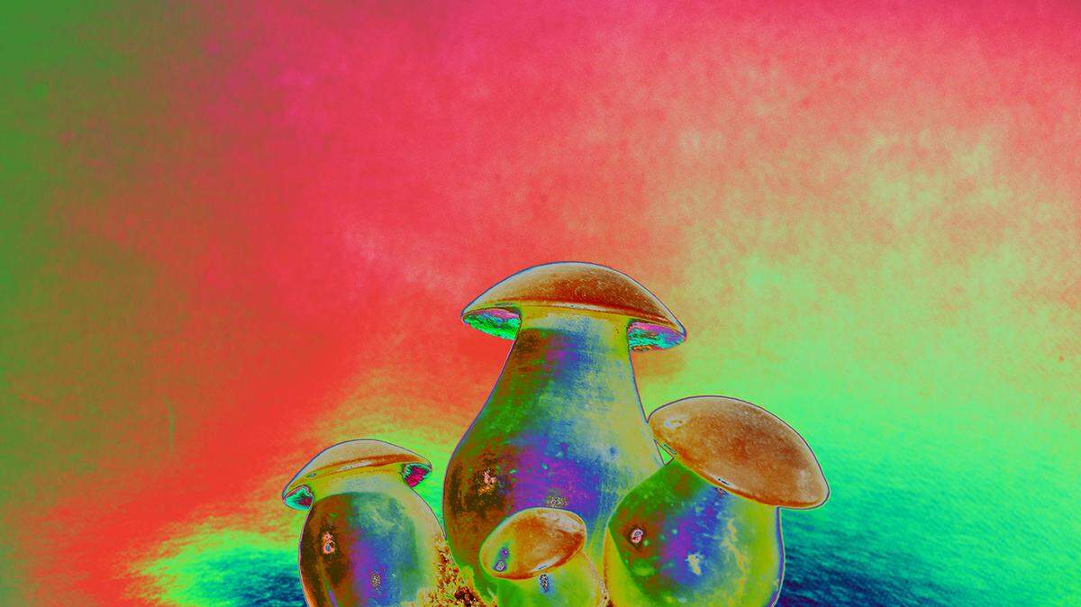 According to a 2006 press release titled “Hopkins Scientists Show Hallucinogen in Mushrooms Creates Universal ‘Mystical’ Experience,” a study from the university showed that 60% of subjects who ingested psilocybin (the active ingredient found in psychoactive mushrooms), reported “a full mystical experience.” Two-thirds of the total number of participants consider the experience among the top five spiritual experiences of their lives.