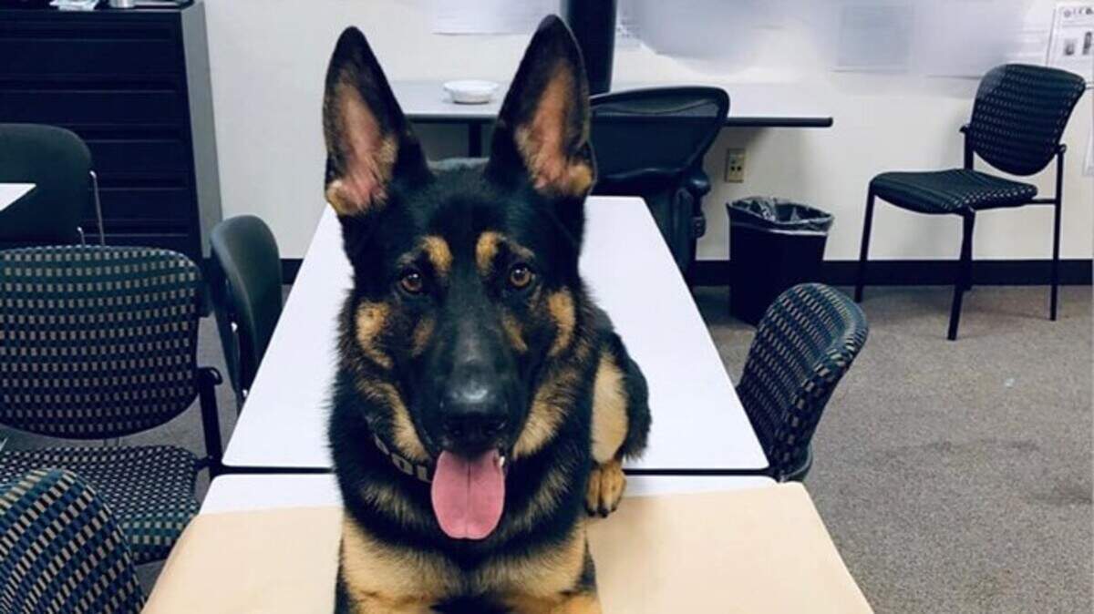 Riggs, a Davis Police Department K-9, assisted in the arrest of two men suspected of drug possession. 