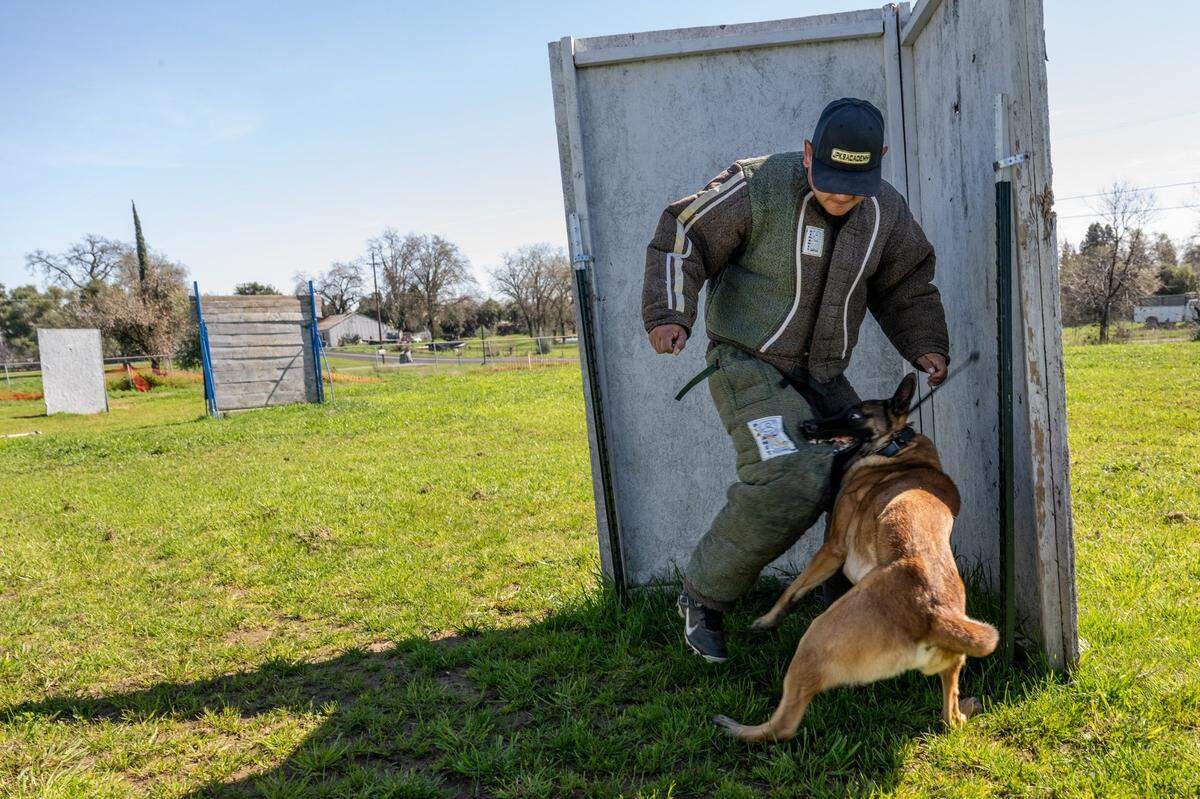 Spencer Bowman’s dog Sub Zero attacks Juan Portillo during bite work drills on Feb. 28, 2025, in Roseville. French ring is a dog sport involving jumping, obedience and bite work.