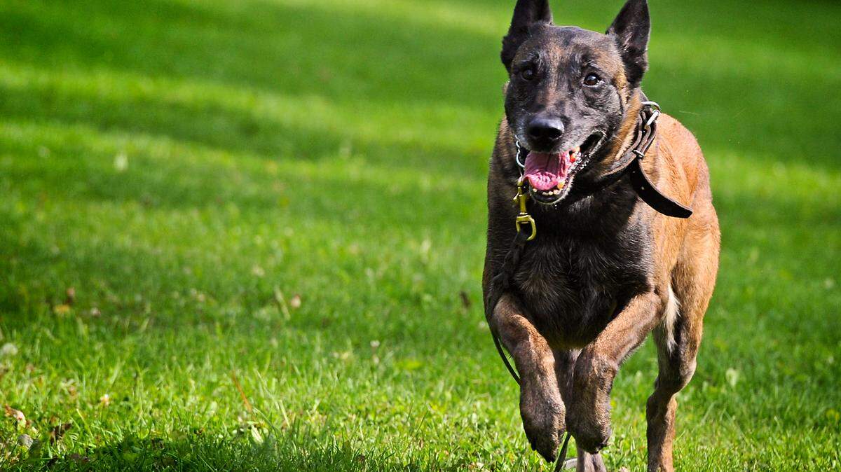Dog saved California owner from mountain lion. But should this breed be your pet?