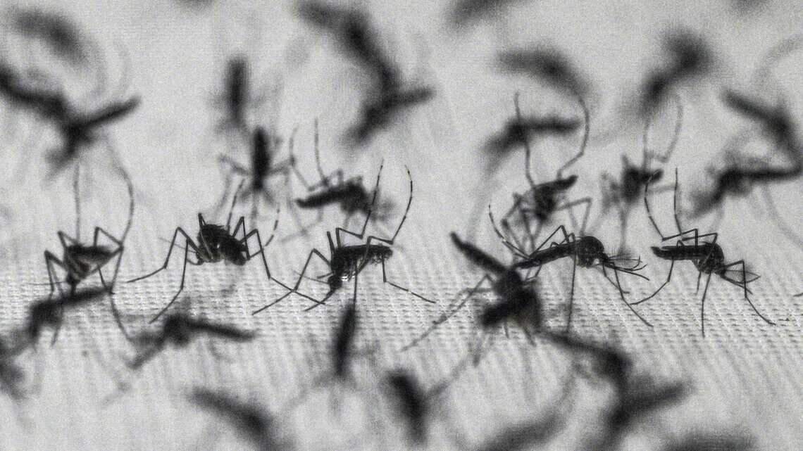 Sacramento County neighborhood to see sterile mosquito release to fight spread