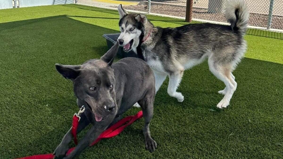 Denali, right, chases Piglet, left, while playing at a shelter, as seen in a Placer County Animal Services social media post from August. The Auburn animal shelter is offering discounted adoption fees of $15 for all of October.