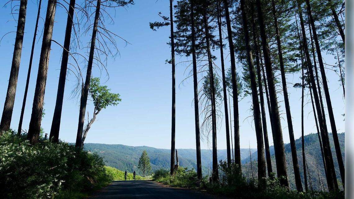 Placer County expands French Meadows forest thinning to reduce wildfire risk