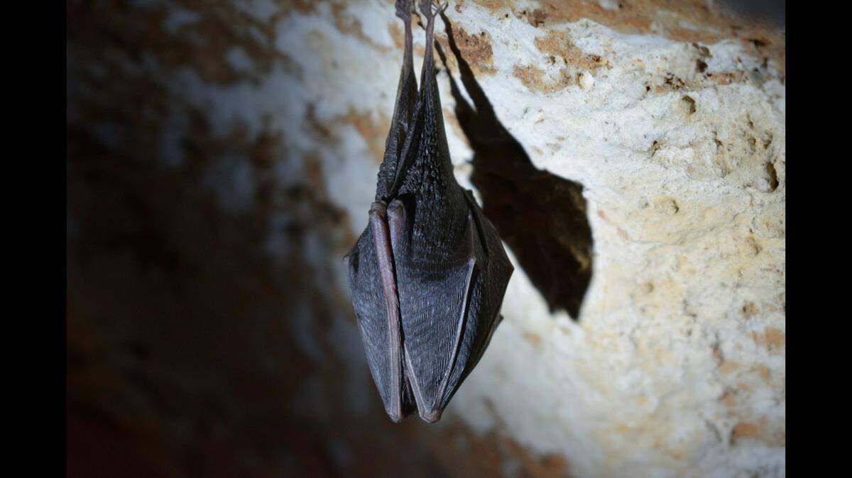 People may have been exposed to a rabid bat (not the one pictured) while visiting a California zoo.