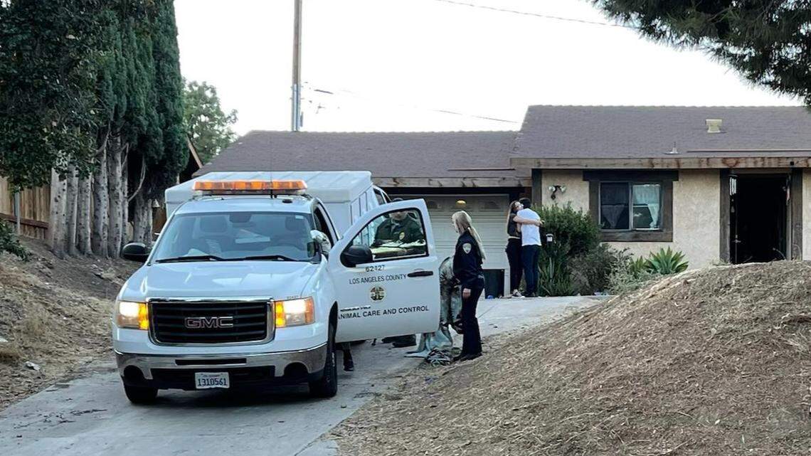 A teen was seriously injured after being mauled by “six large dogs” at her California home, officials said. 
