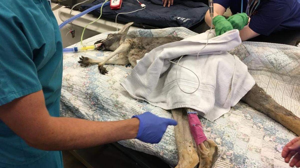UC Davis veterinarians care for Brodie the kangaroo from the Sacramento Zoo.