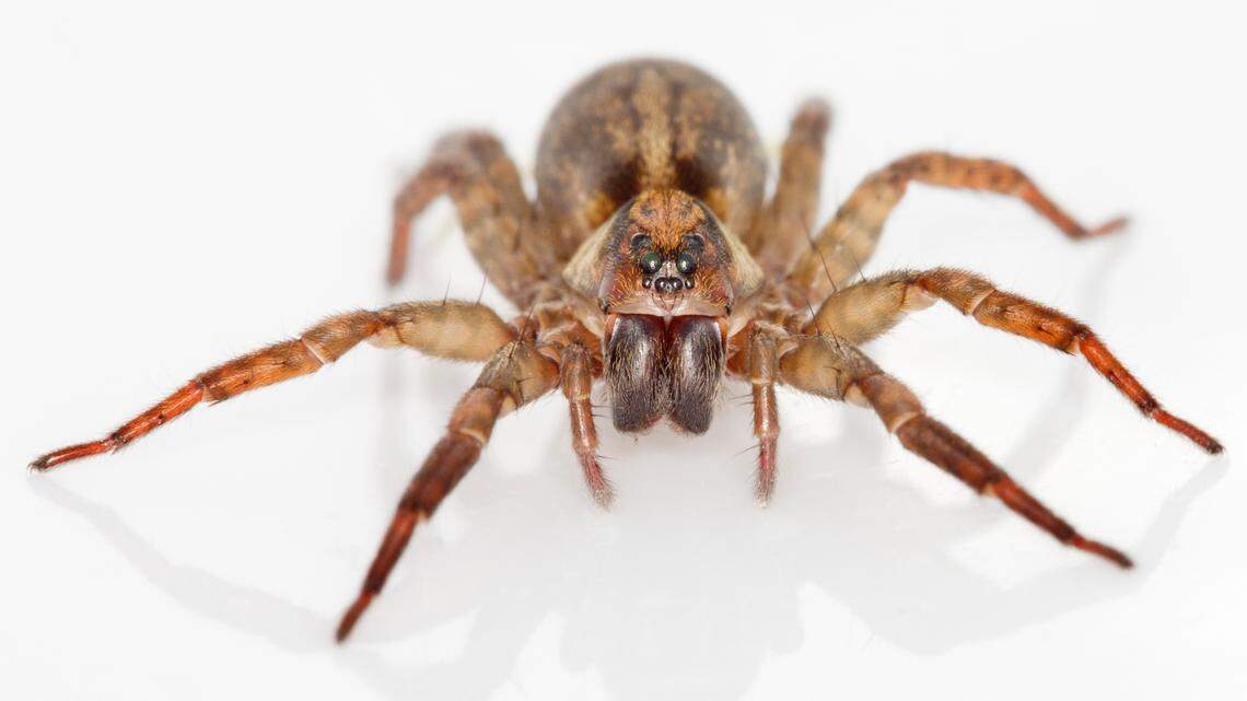 A wolf spider stays low to the ground. The timid venomous creatures are common in California, especially during warm months.
