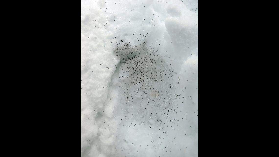 Microscopic critters in Yellowstone snow resemble seeds on a bagel. What are they?