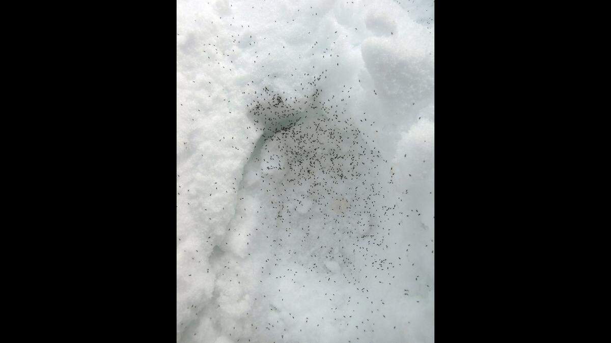 The black specks on white snow in Yellowstone National Park are not what they seem and are instead living creatures.