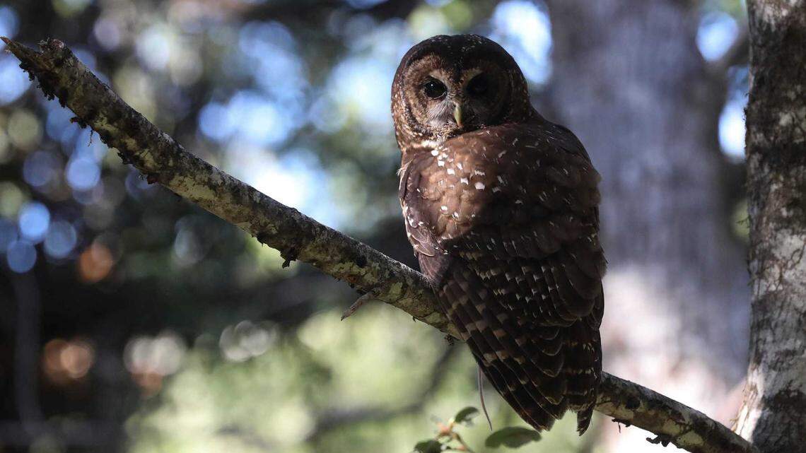 A female northern spotted owl, one of two species of owl that environmentalists said in a lawsuit against the U.S. Fish and Wildlife Service is being threatened by the approval of a logging plan in Northern California, finds a perch on a branch inside the Hoopa Valley Tribal Reservation in May.
