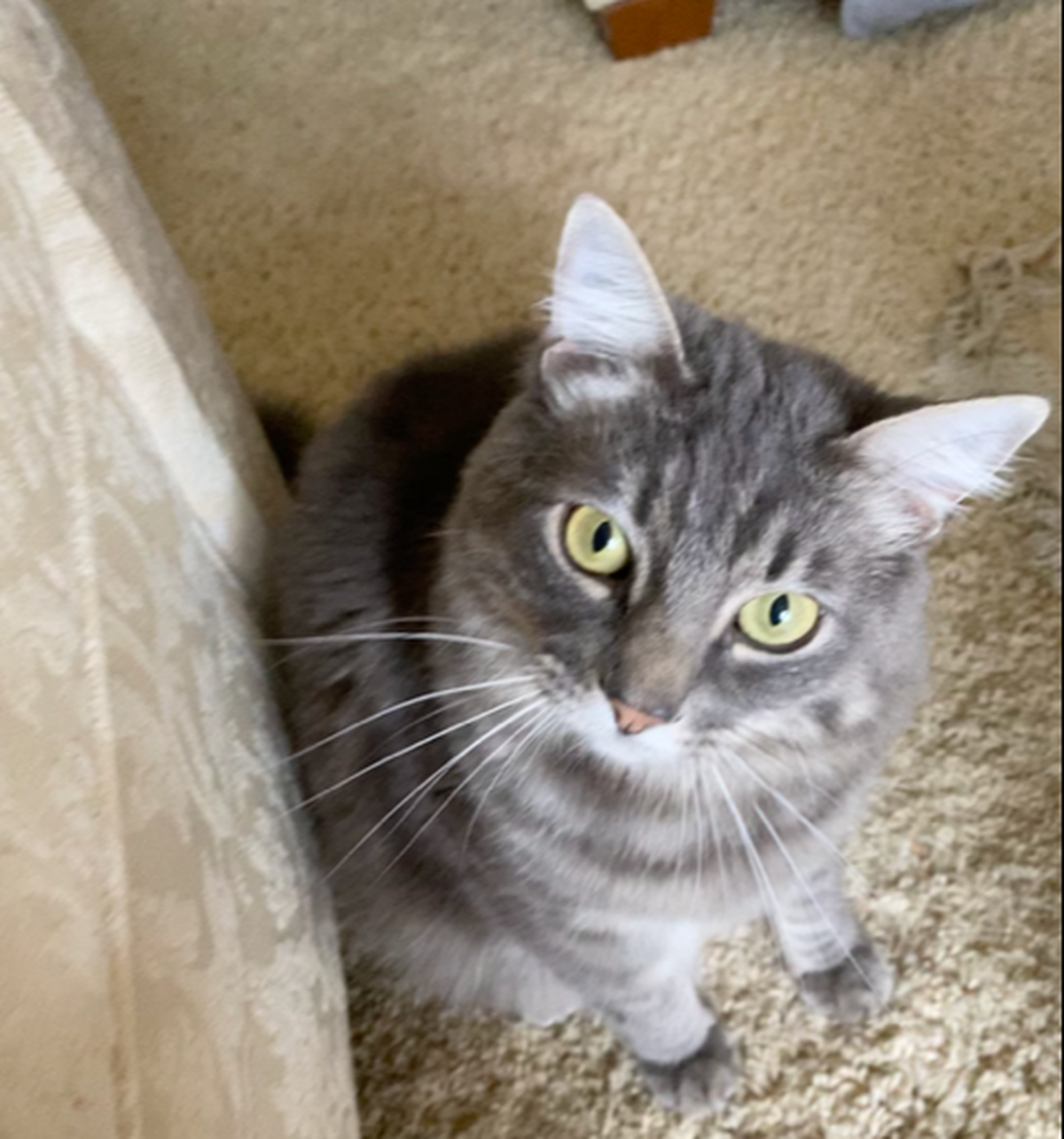Bug was voted the cutest cat in the Sacramento region by Bee readers.
