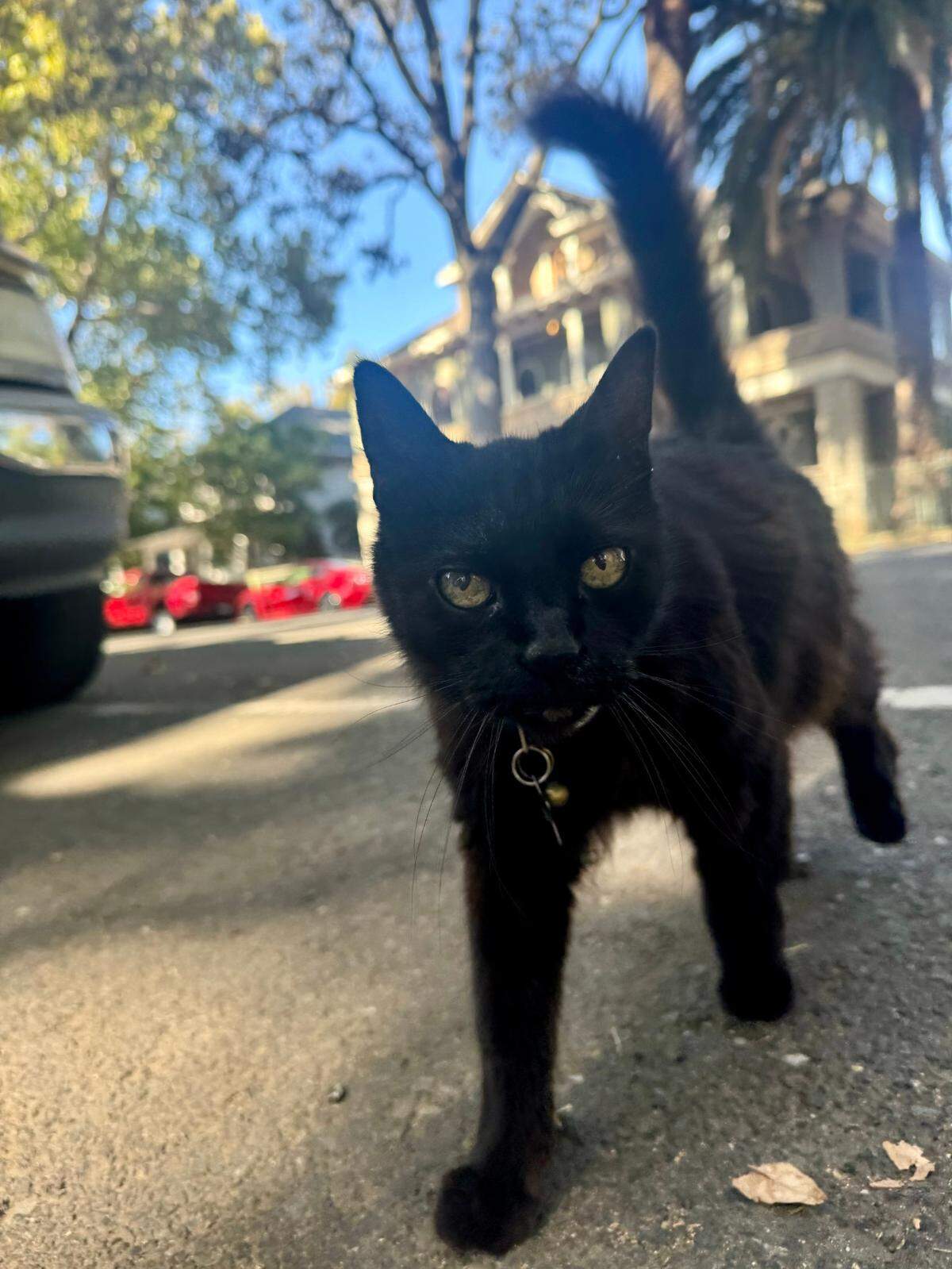 Stella the black cat prowls the sidewalk outside the supposedly-haunted Hart Mansion at 22nd and H streets in Boulevard Park, near downtown Sacramento. According to a sign on a neighbor’s front door, Stella commonly wanders the neighborhood and is very friendly.