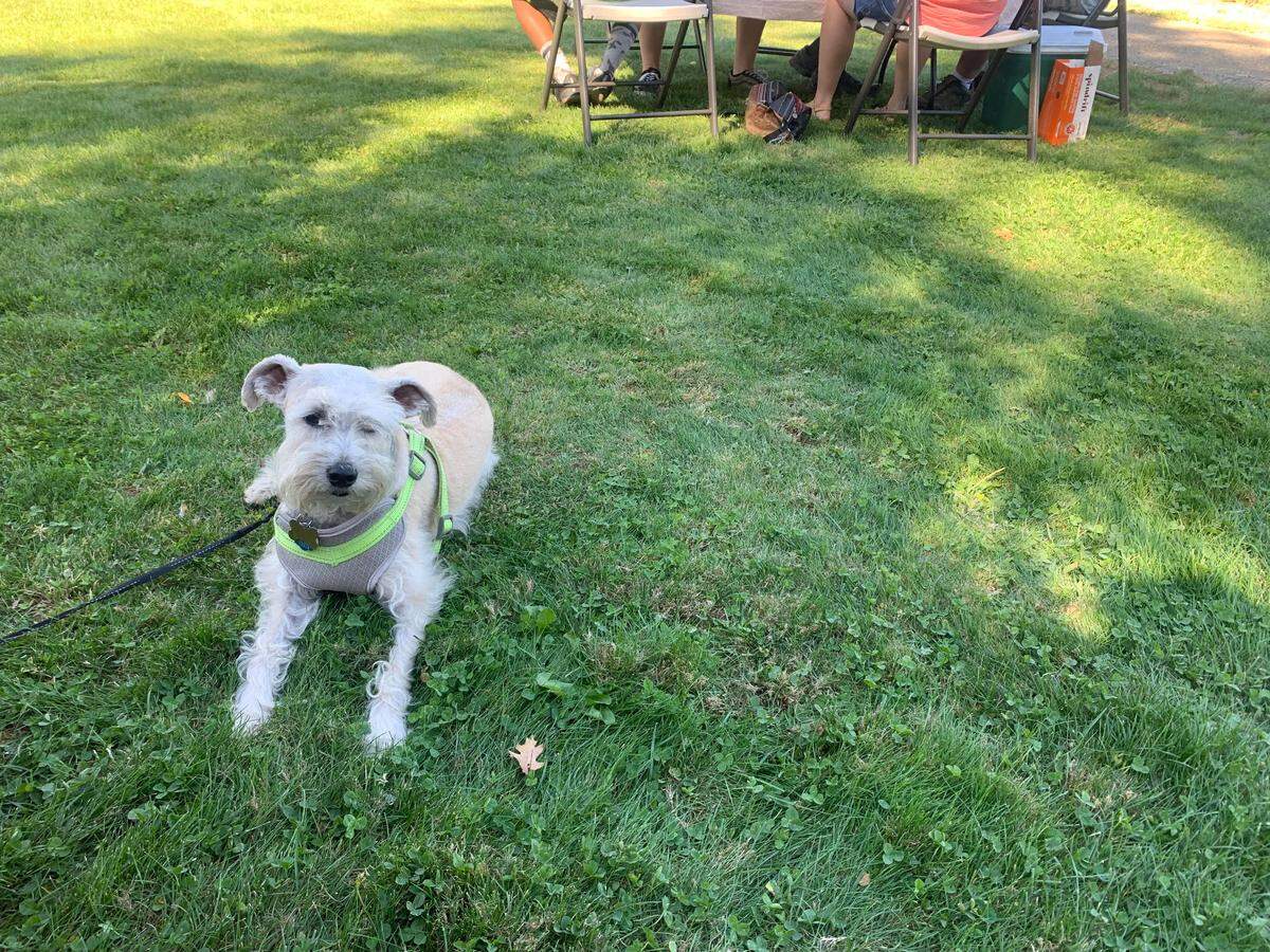 Ollie, Smith’s 5-year-old mini schnauzer, lays in the grass at Wofford Acres Vineyard on Saturday.