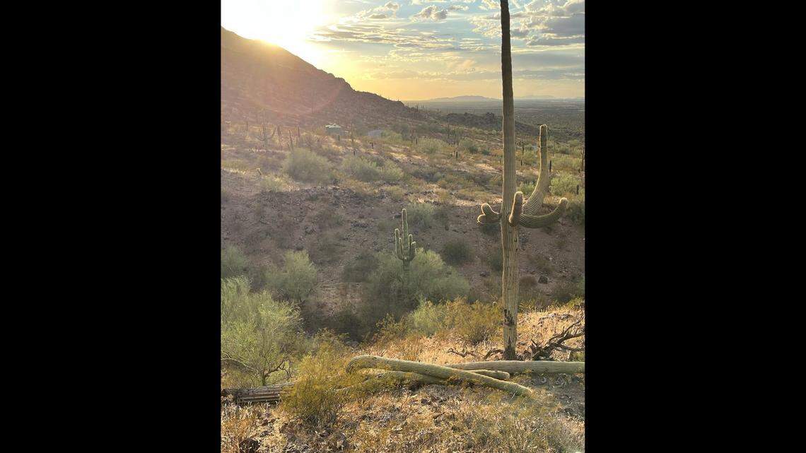 A towering cactus that likely predates the Civil War has fallen in Arizona’s Picacho Peak State Park, raising questions about whether the fall was related to record heat plaguing the Southwest.