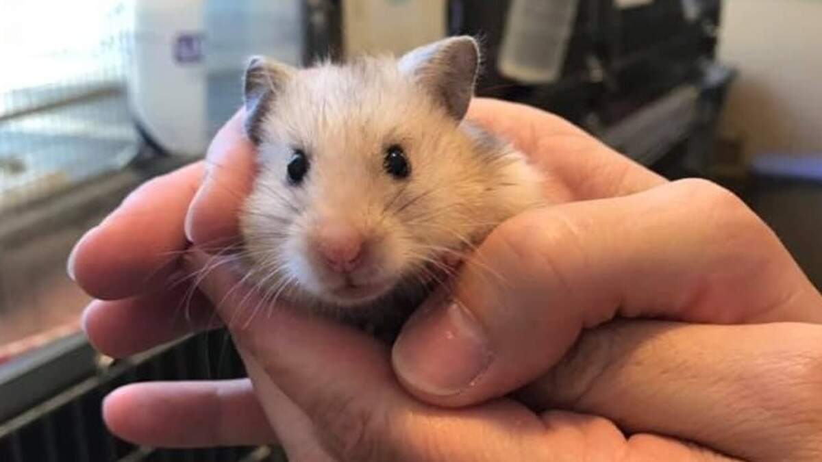 54 hamsters were abandoned outside a PetSmart. They are now up for adoption at the Bradshaw Animal Shelter.