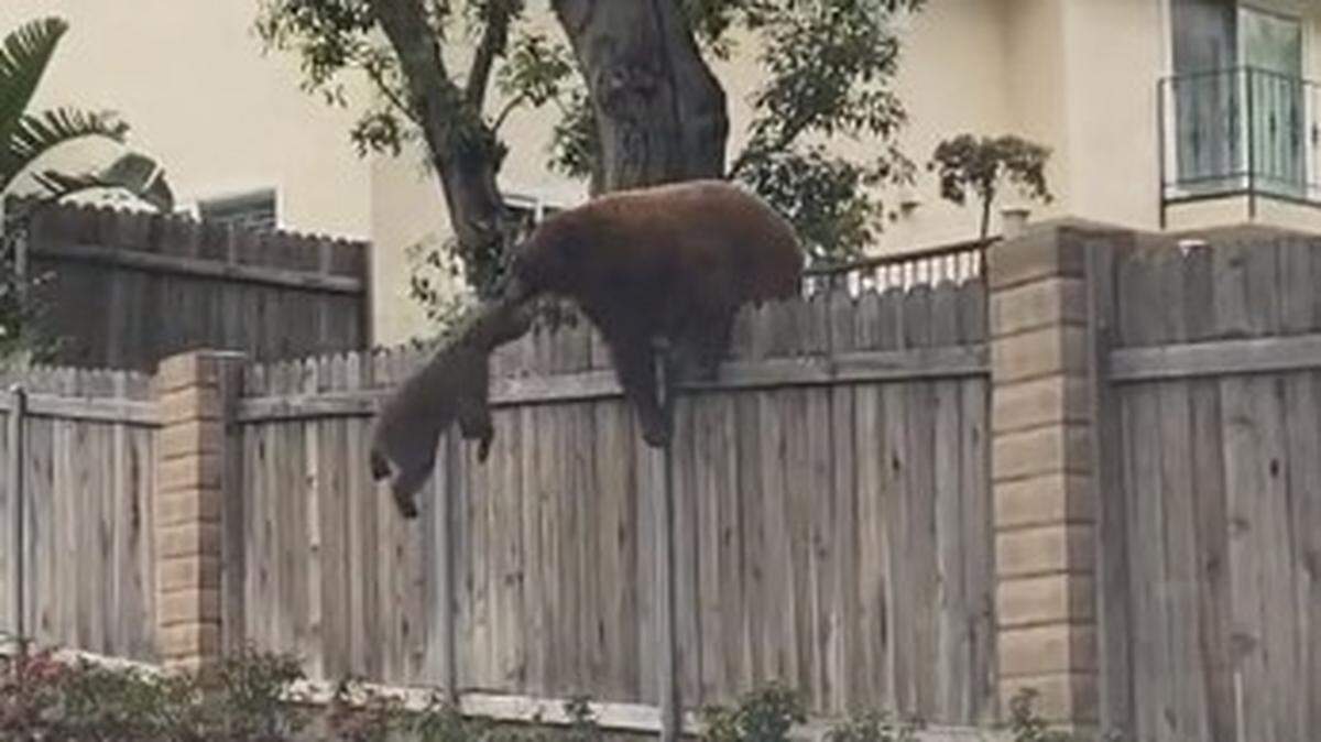 TikTok videos shot in Monrovia, California, shows a mother bear pulling two cubs over a fence using her mouth.