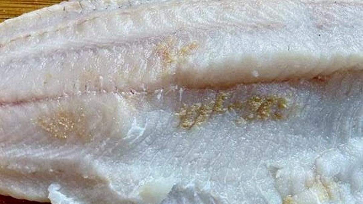 The first fish in Colorado has been found with “Sandy Flesh” disease, officials said. A walleye caught in Lake Pueblo was found with the rare muscle disease.