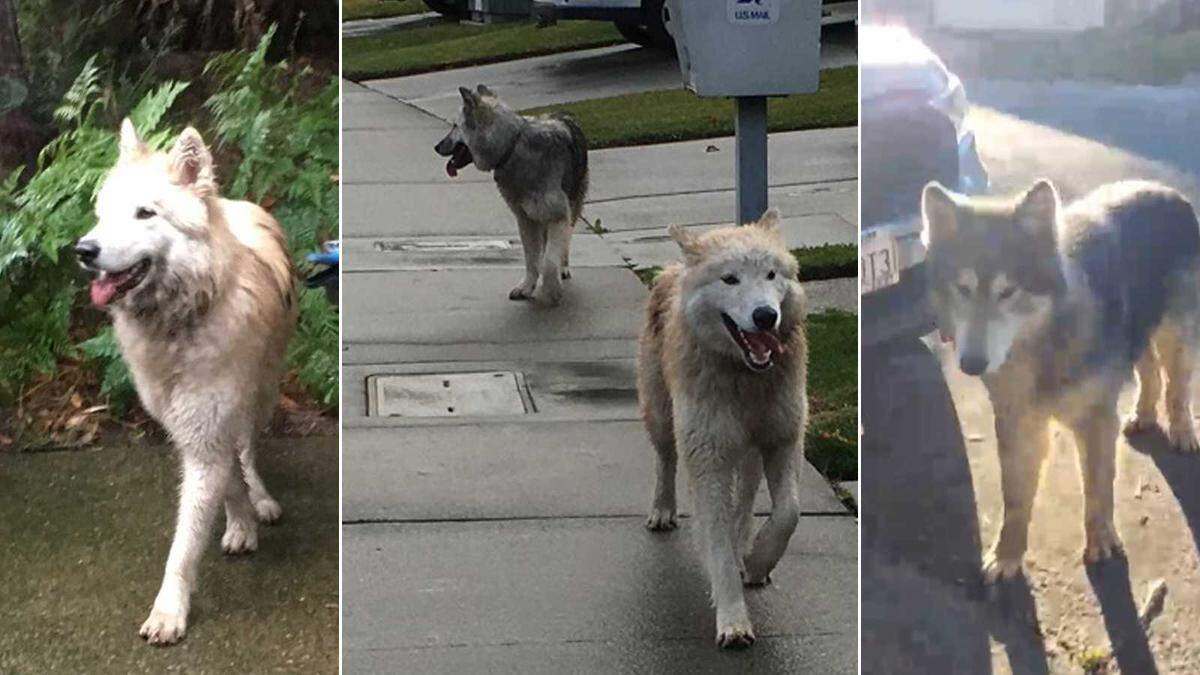A collection of photos from neighbors have documented several breeds of dogs roaming a South Natomas neighborhood. The neighbors, in a letter to city officials, complained that one resident’s “dogs have been a menace in the area.”