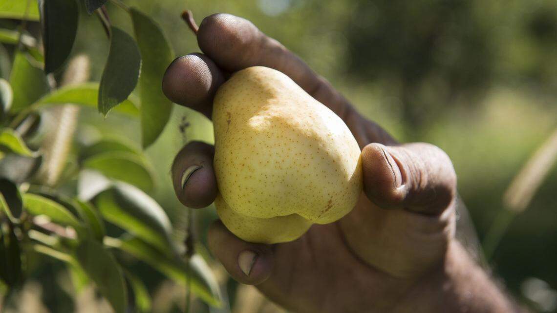 Matt Hemly shows a Bartlett pear still on a tree after harvest season while walking through one of the family orchards in Courtland in October 2015. The Hemly family has been growing pears for six generations.