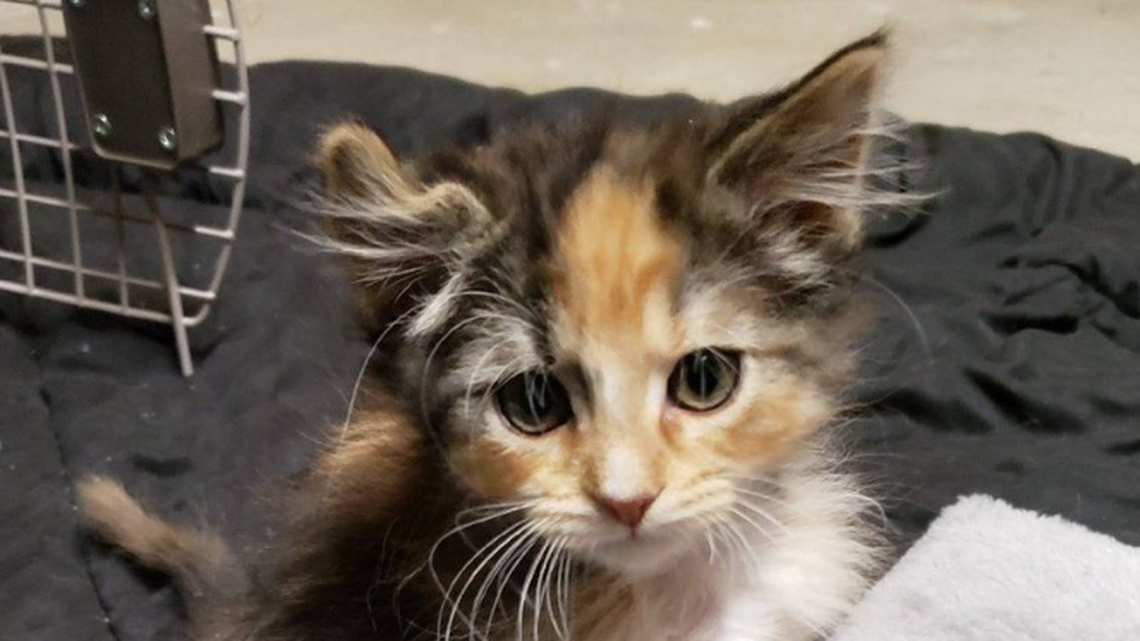 “You know, I think I have a unicorn here,”  the kitten’s foster mom told the founder of NoCo Kitties cat rescue in Colorado, meaning she believed she was fostering a male calico cat — so rare that only one in 3,000 calicos are male, according to veterinary experts. 