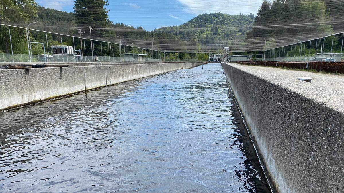 Water flows through one of the few active raceways at the Mad River Fish Hatchery near Arcata on Friday, May 2, 2025. The state-run hatchery, in operation since 1971, will cease fish production in June under a closure plan by the California Department of Fish and Wildlife.